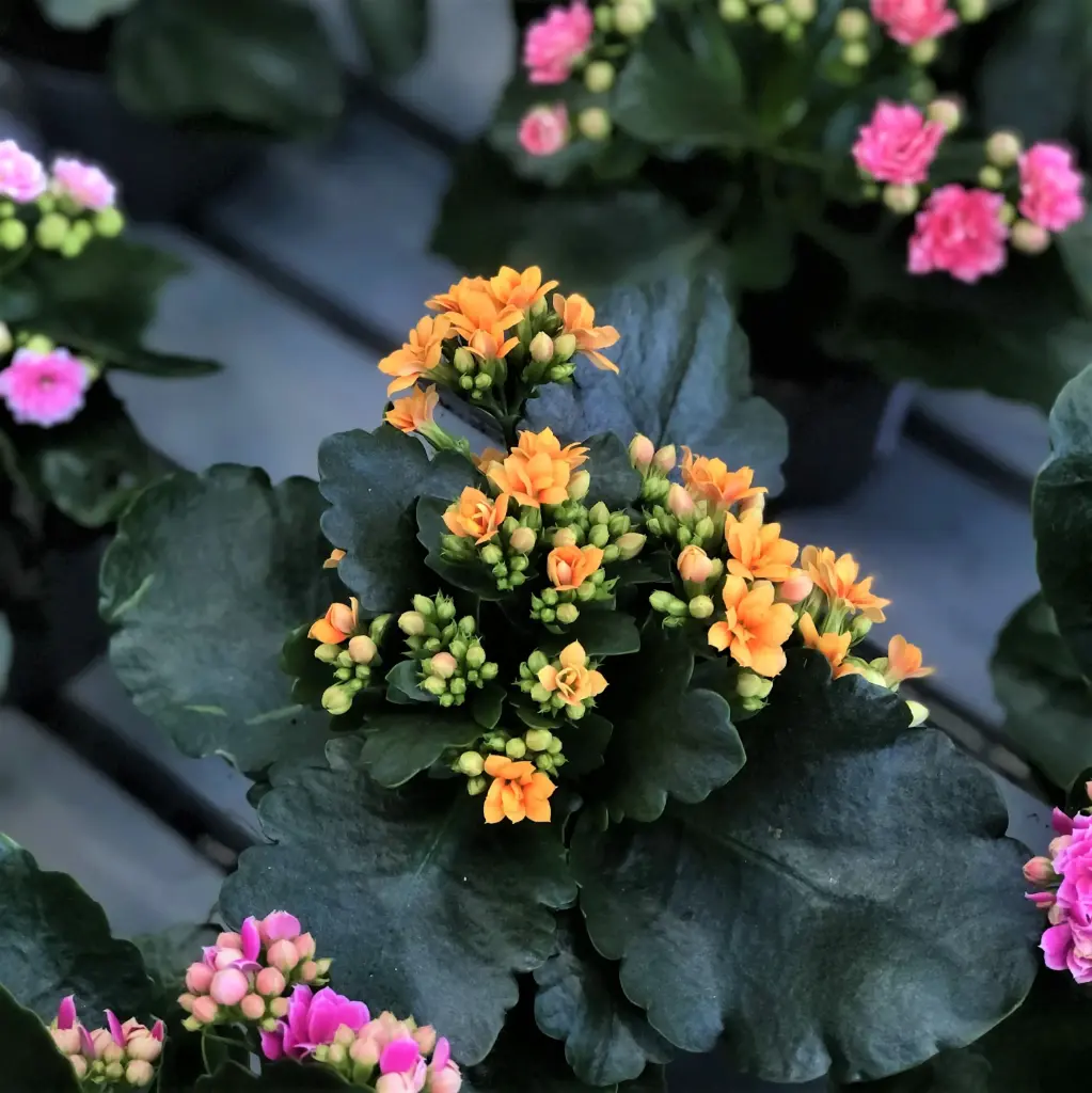 Blossfeldi kalanhoe Calandiva P8cm