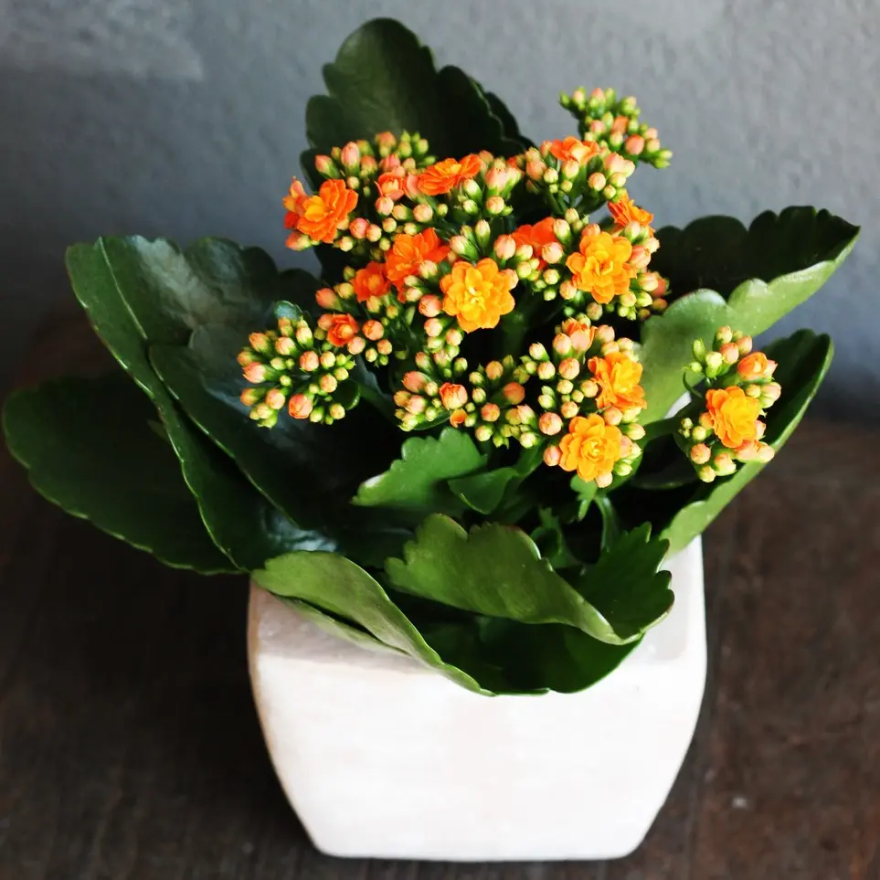 Blossfeldi kalanhoe valik P10,5/22cm