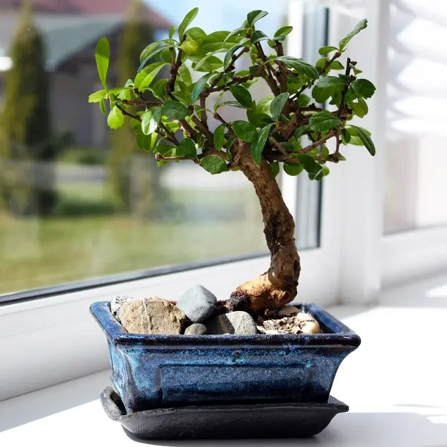 Bonsai seade P29/30cm