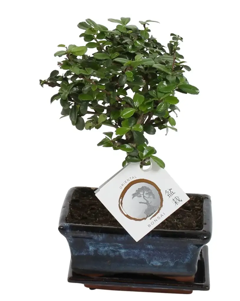 Bonsai valik P15/30cm