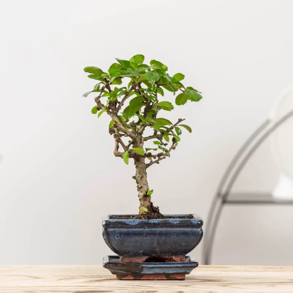 Bonsai valik P15/20cm