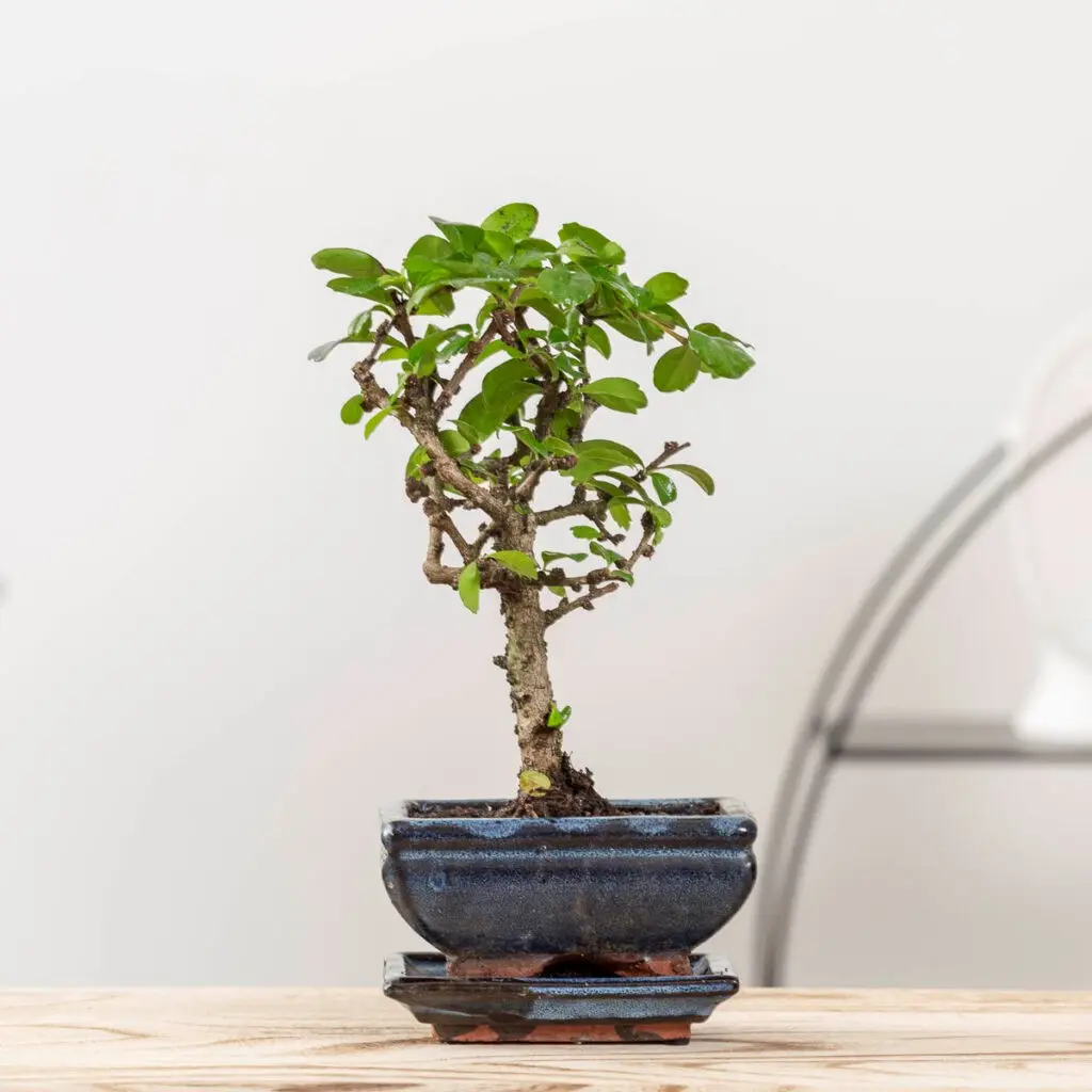 Bonsai valik P24/40cm