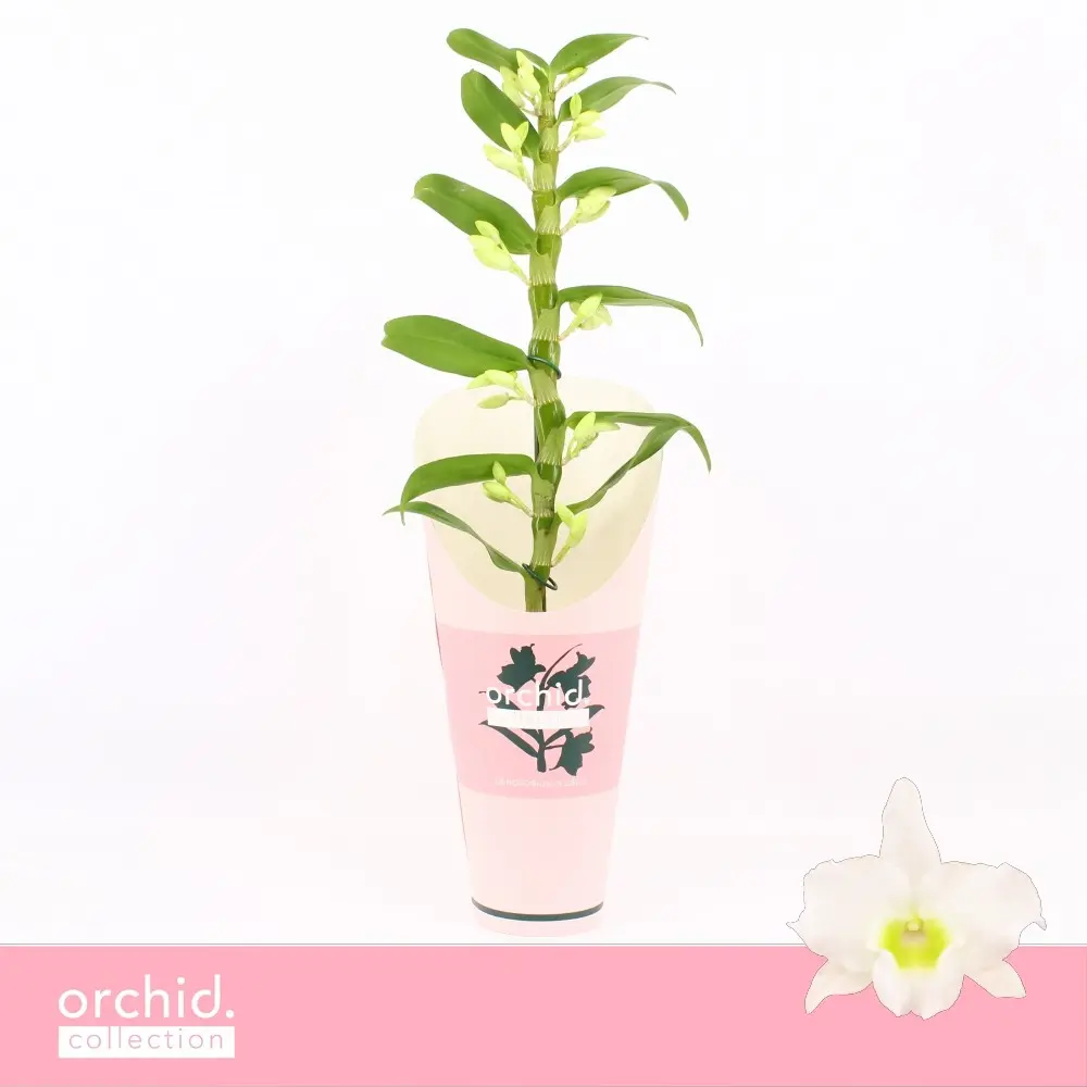 Dendroobium 'Apollon' P12/55cm 1v