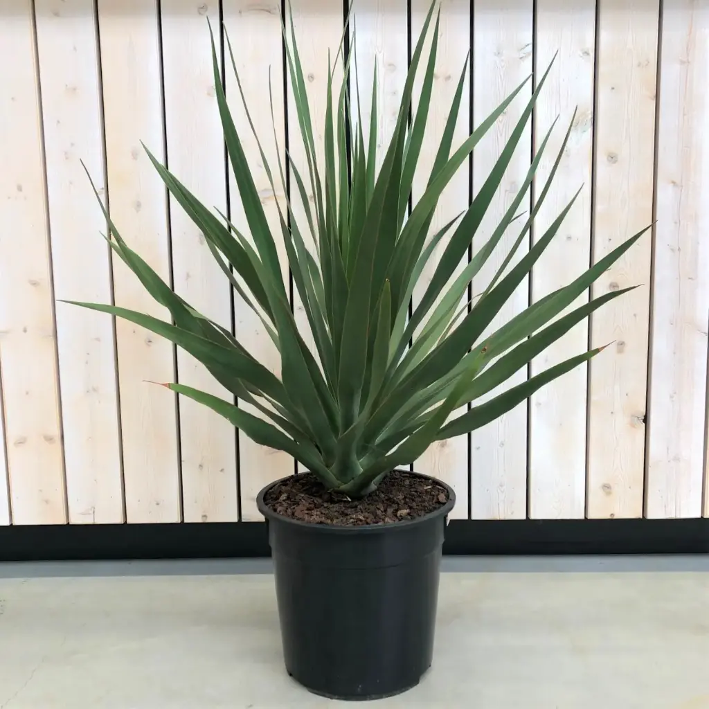 Draakonipuu Draco P24/110cm