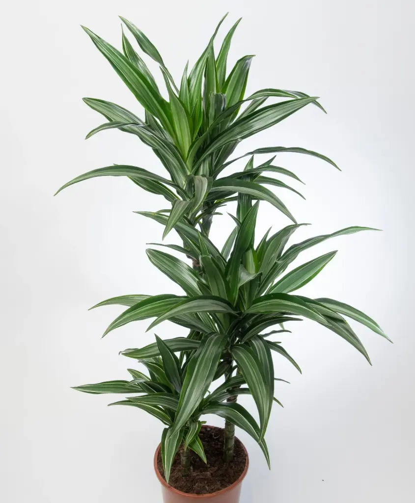 Draakonipuu 'Ulises' P24/140cm