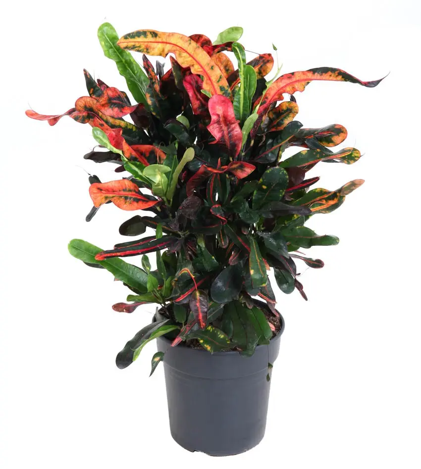 Ebakrooton 'Mammi' P24/80cm