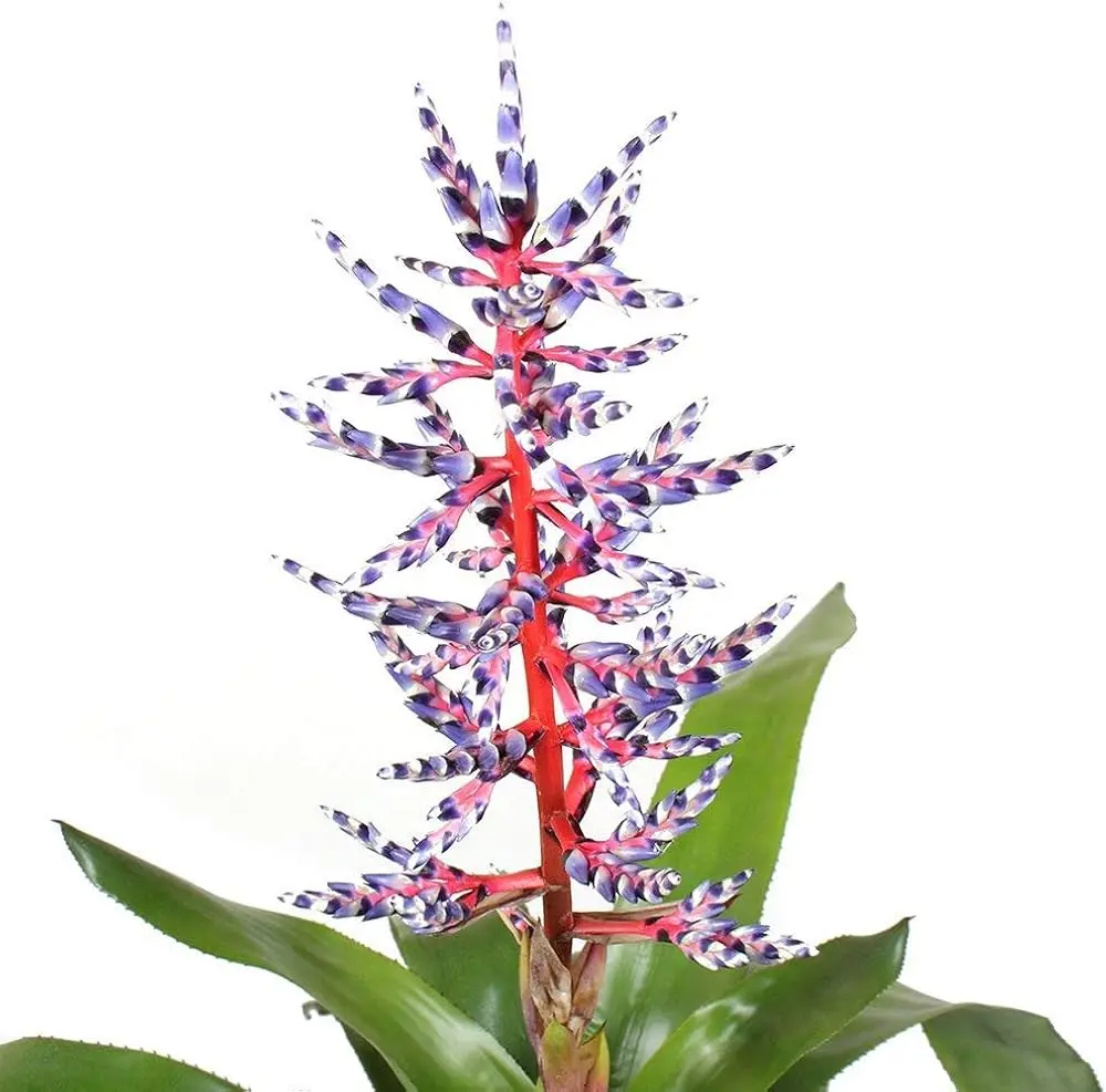 Ekmea 'Blue Rain' P15/70cm