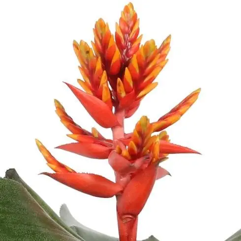 Ekmea Pepita Elegant Flames P15/40cm