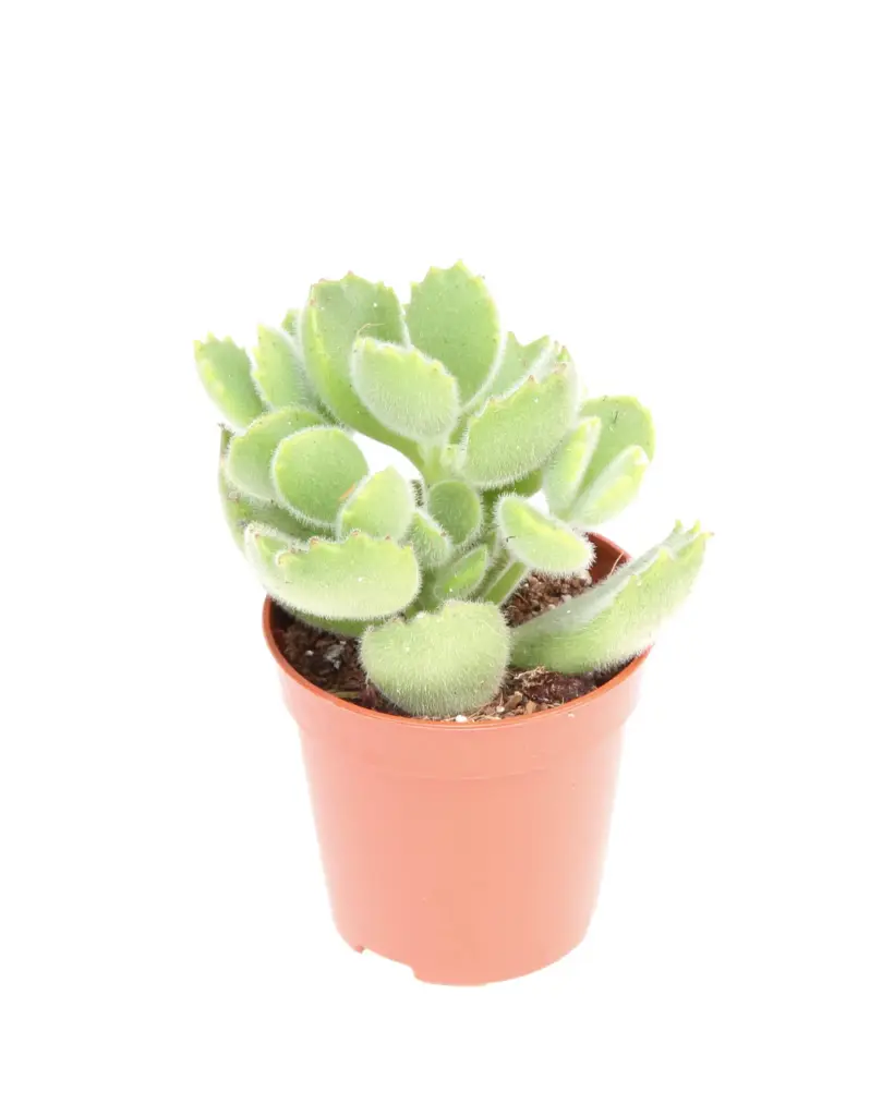 Emanda-lasnlehik P5,5/8cm