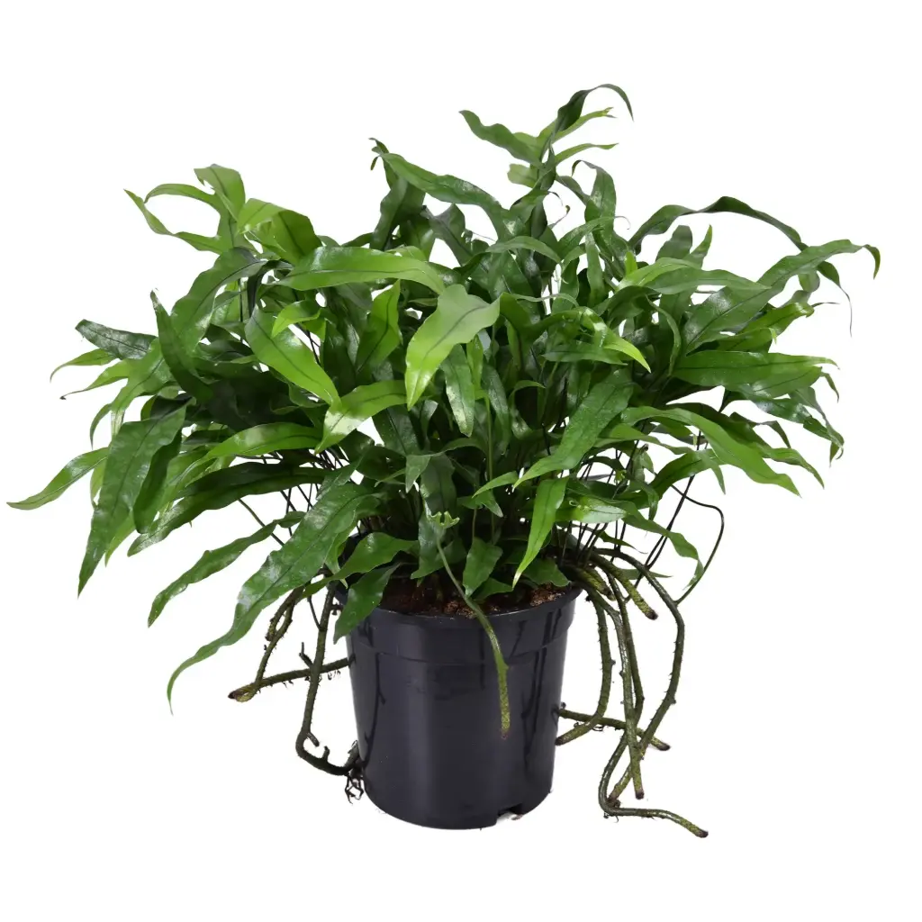 Erilehine mikrosoorum P17/45cm