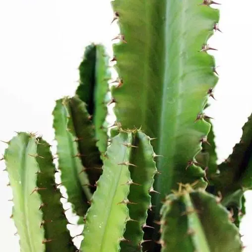 Etioopia piimalill P17/75cm