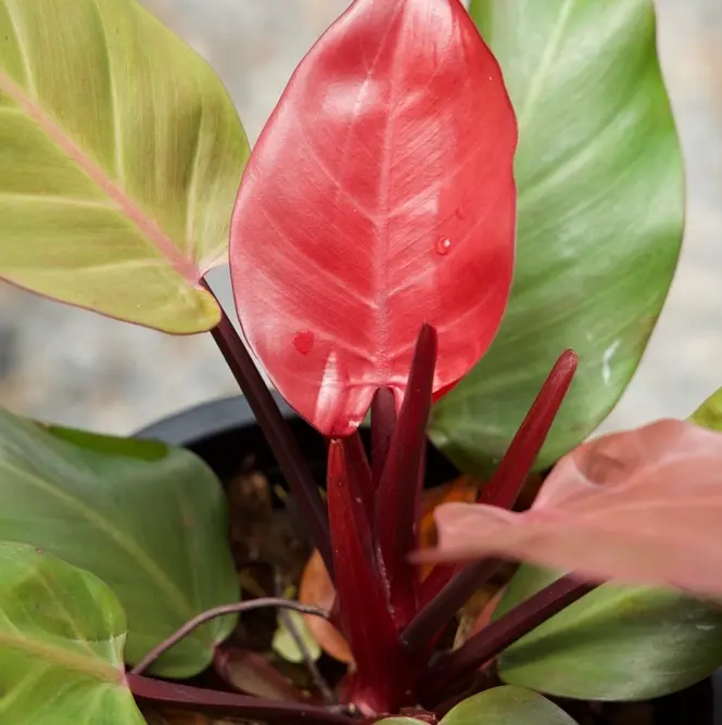 Filodendron 'Cherry Red' P12/20cm