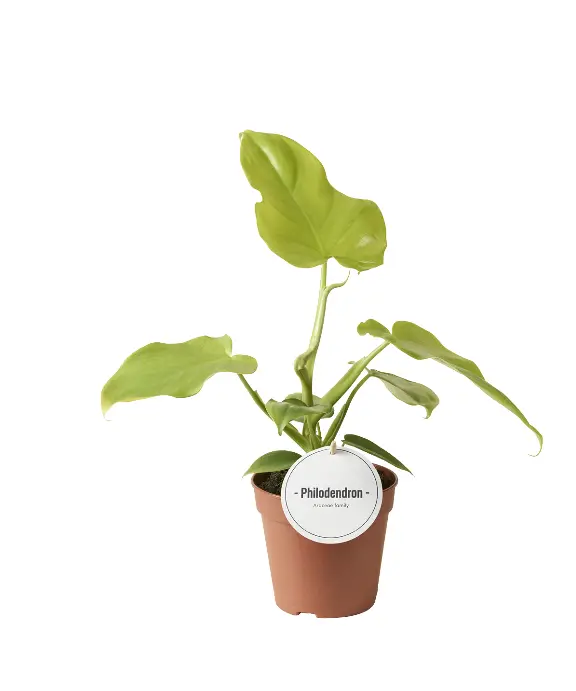 Filodendron 'Golden Violin' P12/30cm