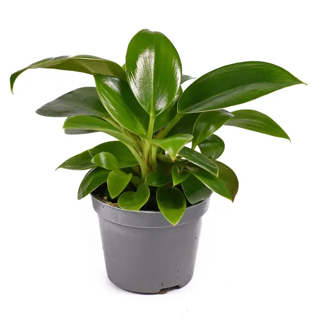 Filodendron Green Princess P12/25cm