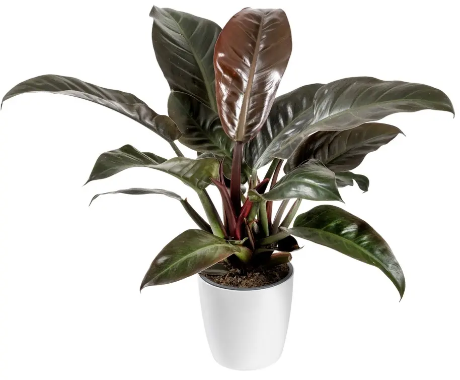 Filodendron 'Imperial Red' P24cm
