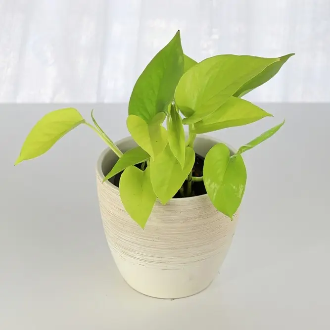 Filodendron Lime P12/20cm