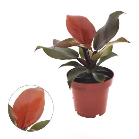 Filodendron mix P14cm