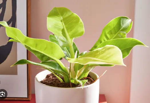 Filodendron 'Moonlight' P12/28cm