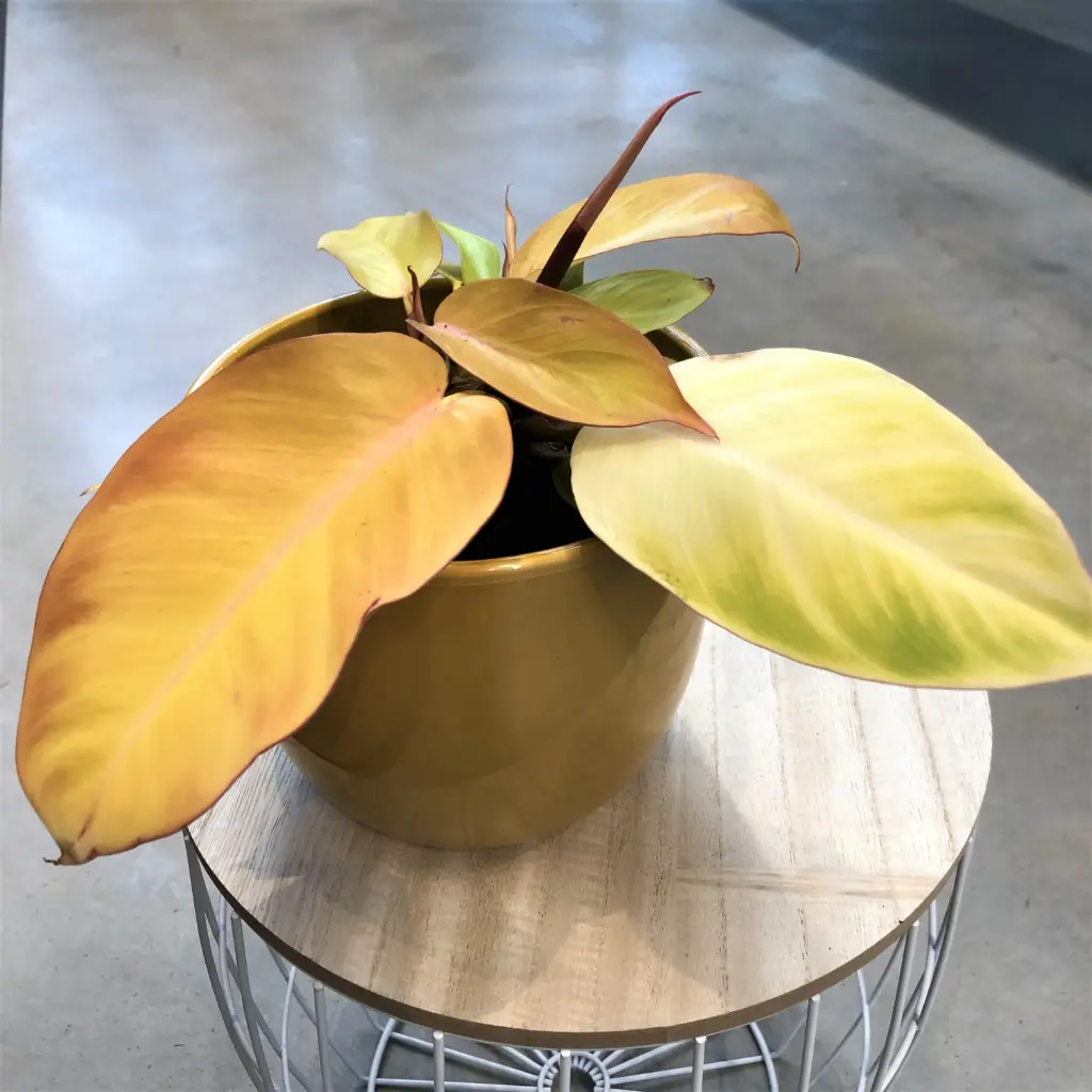 Filodendron Prince of Orange P14/30cm