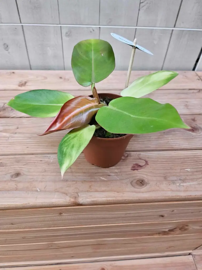 Filodendron 'Prince or Orange' P12/25cm