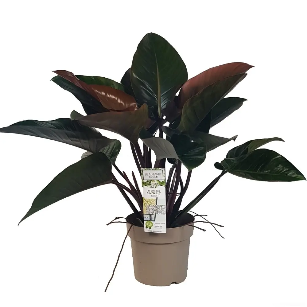 Filodendron 'Red Beauty' 30/110