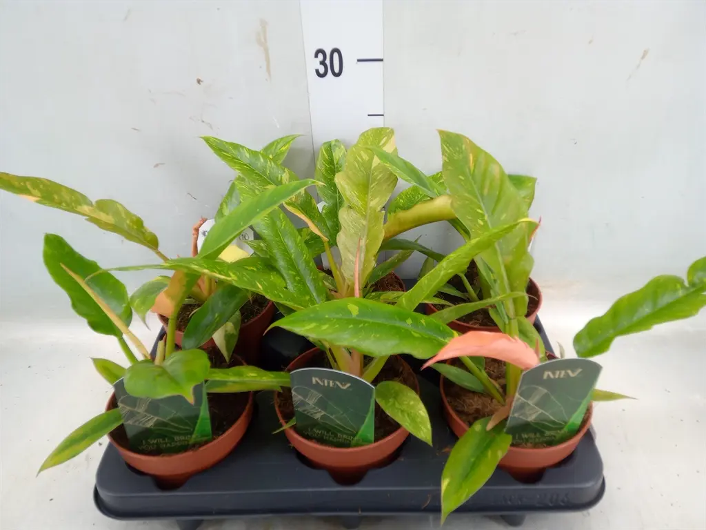 Filodendron 'Ring of fire' P12/30cm