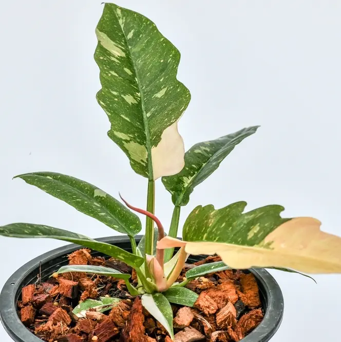 Filodendron 'Ring of Fire' P14/35cm
