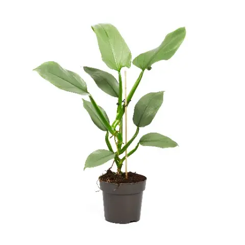 Filodendron 'Silver Queen' P14/45cm