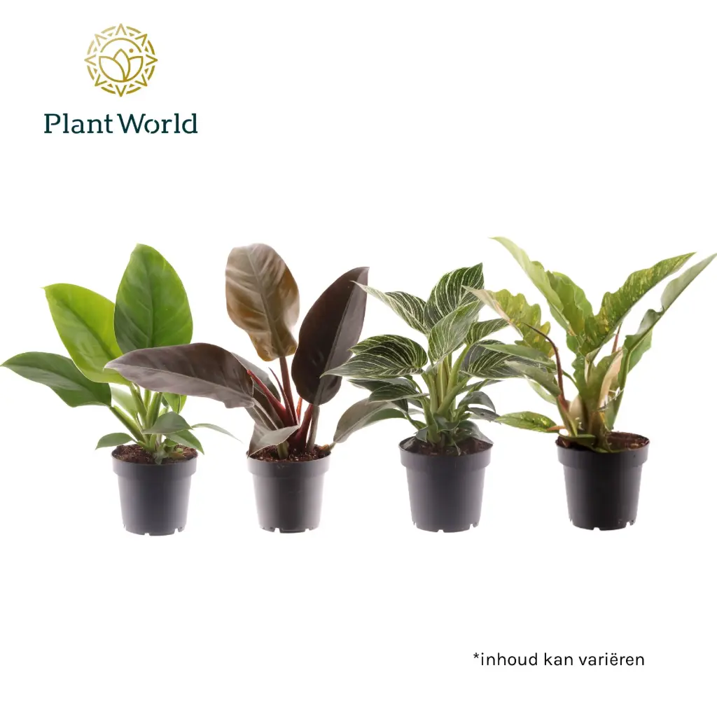 Filodendron valik P15/40cm
