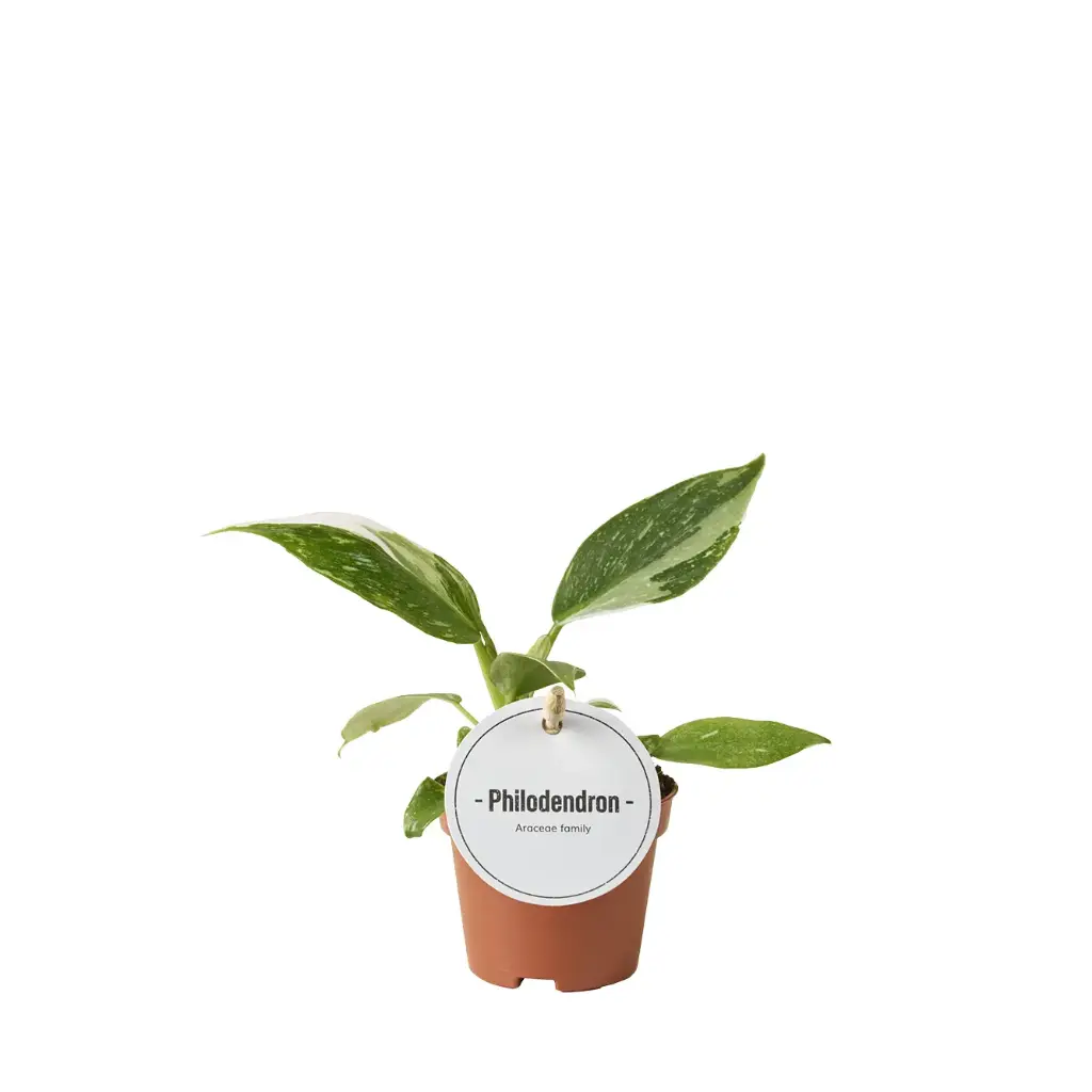 Filodendron 'White Princess' P6/15cm