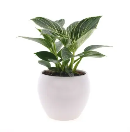 Filodendron 'White Wave' P12/25cm