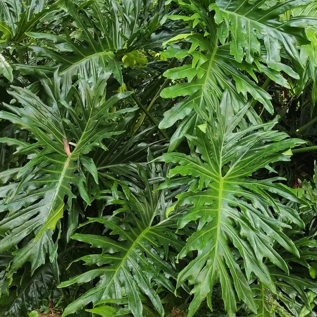 Filodendron 'Xanadu'  P21cm