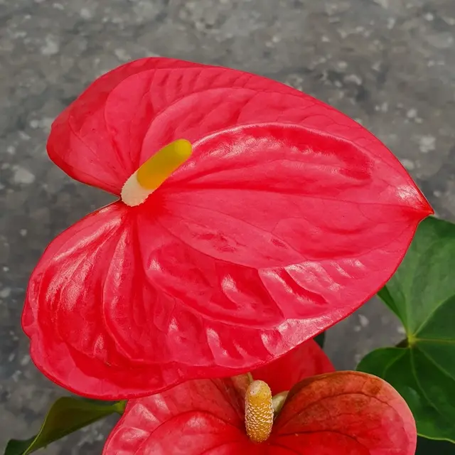 Flamingolill 'Colorado' Royal pink P14/50cm