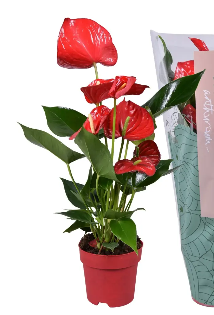 Flamingolill 'Minnesota' P17/60cm