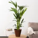 Forsteri kentiapalm P17/70cm
