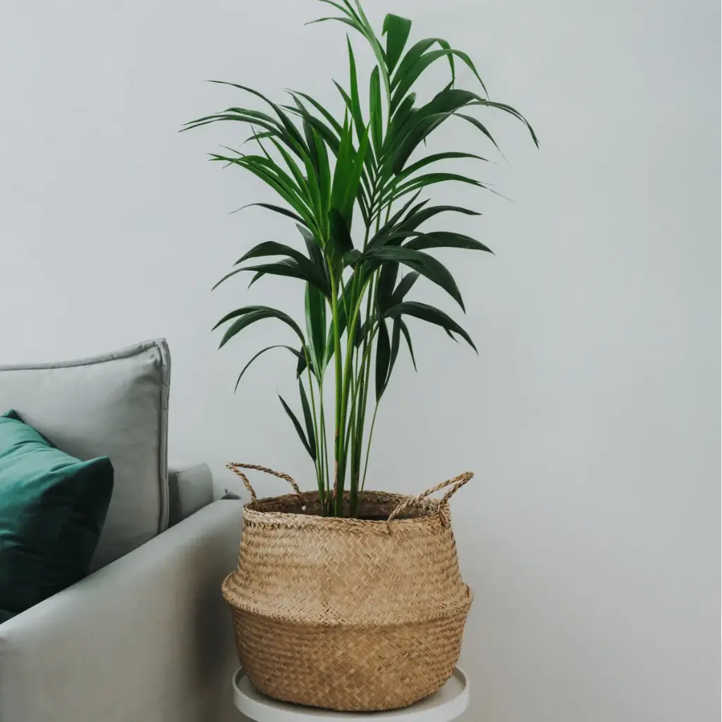 Forsteri kentiapalm P21/115cm