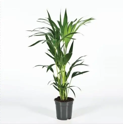 Forsteri kentiapalm 4v P17/105cm