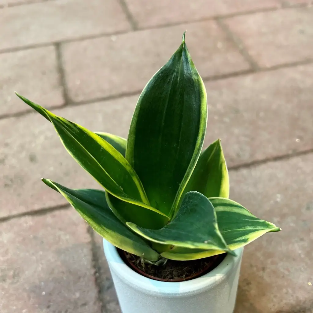 Hahni Havisaba P6/15cm