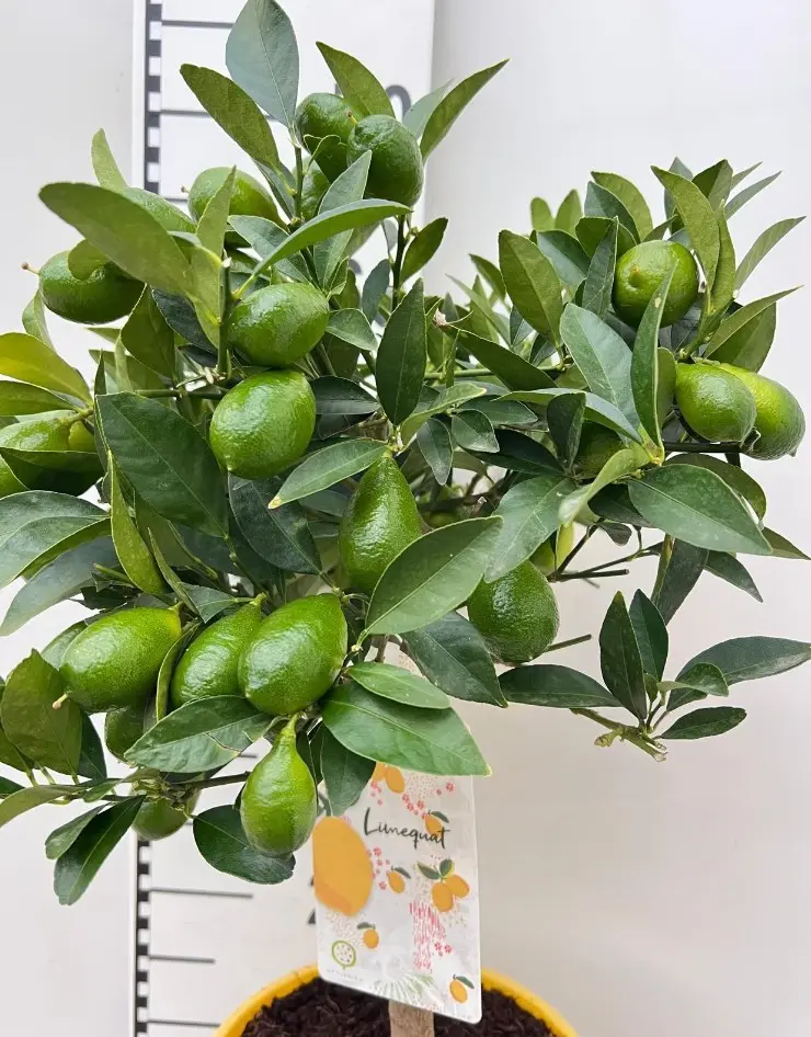 Hapu laimipuu (Key Lime) P19/65cm