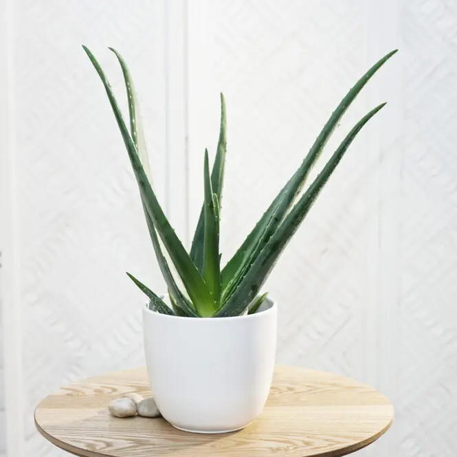 Harilik aaloe 15Ø 40cm