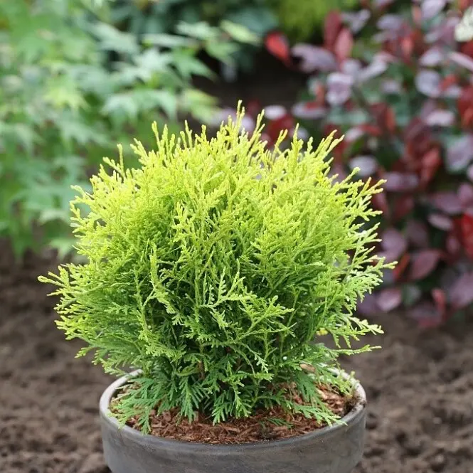 Harilik elupuu 'Danica Aurea' C3 25-30CM