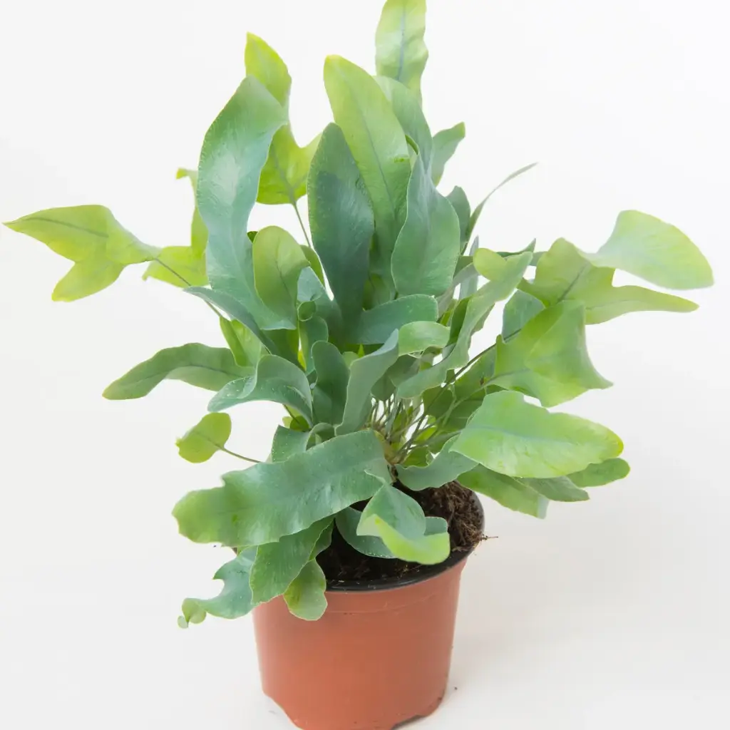 Harilik kuldimar Blue Star P12/35cm