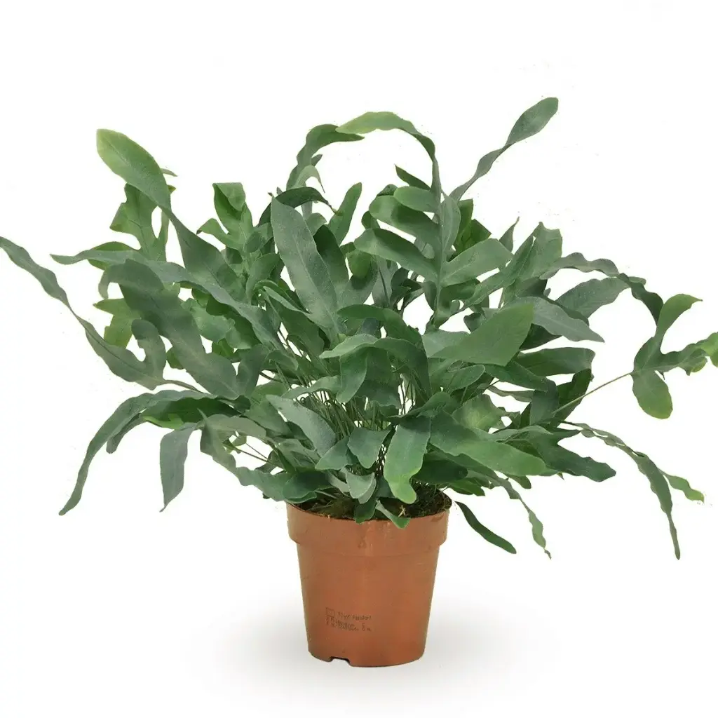Harilik kuldimar Blue Star P14/40cm