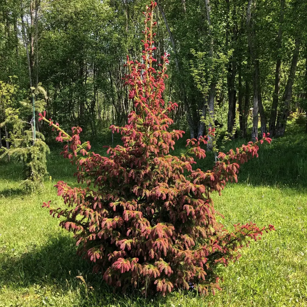 Harilik kuusk 'Rydal' seemik 60-100cm C3