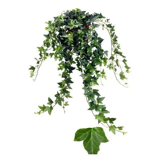 Harilik luuderohi Shamrock 12cm