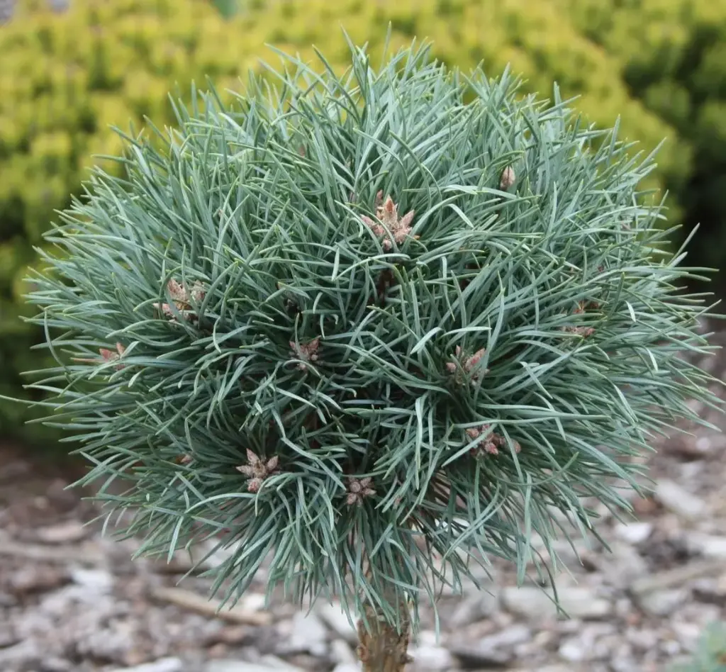 Harilik mänd 'Frensham' tüvel 70/35cm C12
