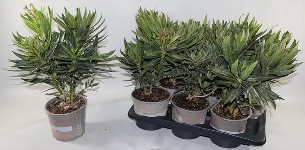 Harilik oleander valik P17/50cm