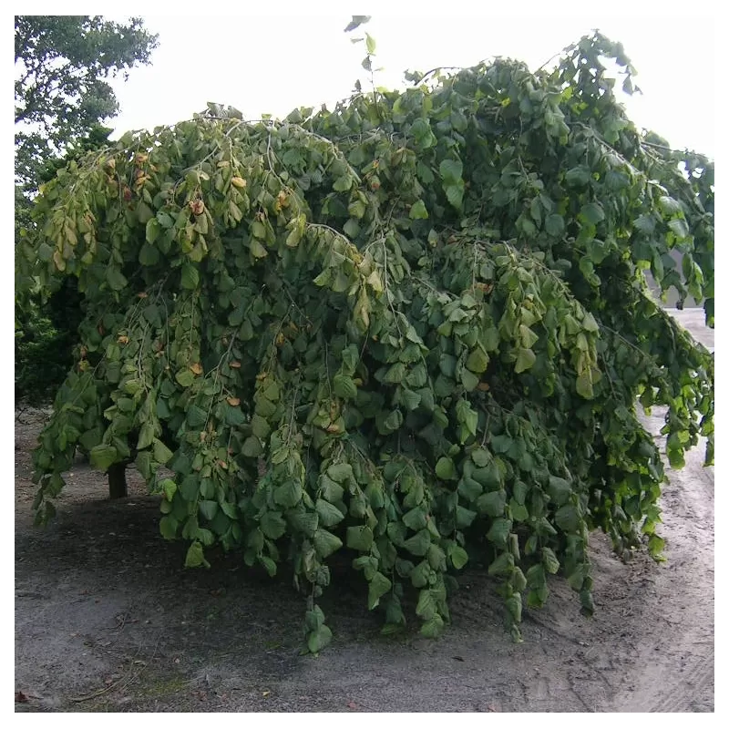 Harilik sarapuu 'Pendula'C12 Pa 120-140