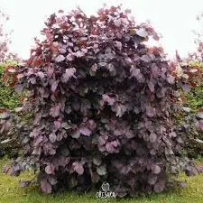 Harilik sarapuu PURPLE UMBRELLA C12 120-140