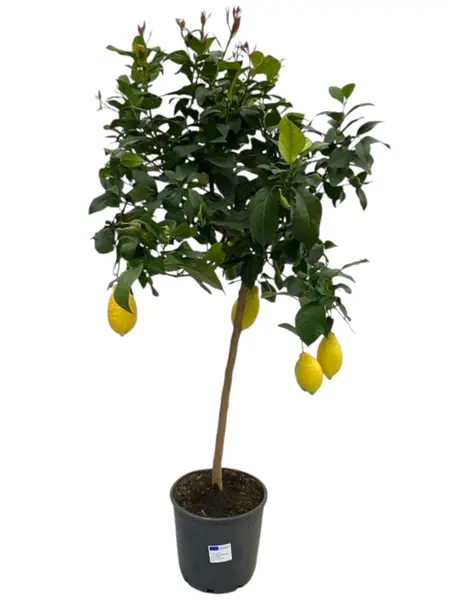 Harilik sidrunipuu P22/120cm